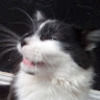 cloverthecat